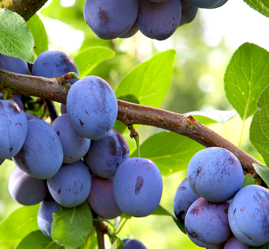 Ingredients Solufruit Tailormade & highquality only