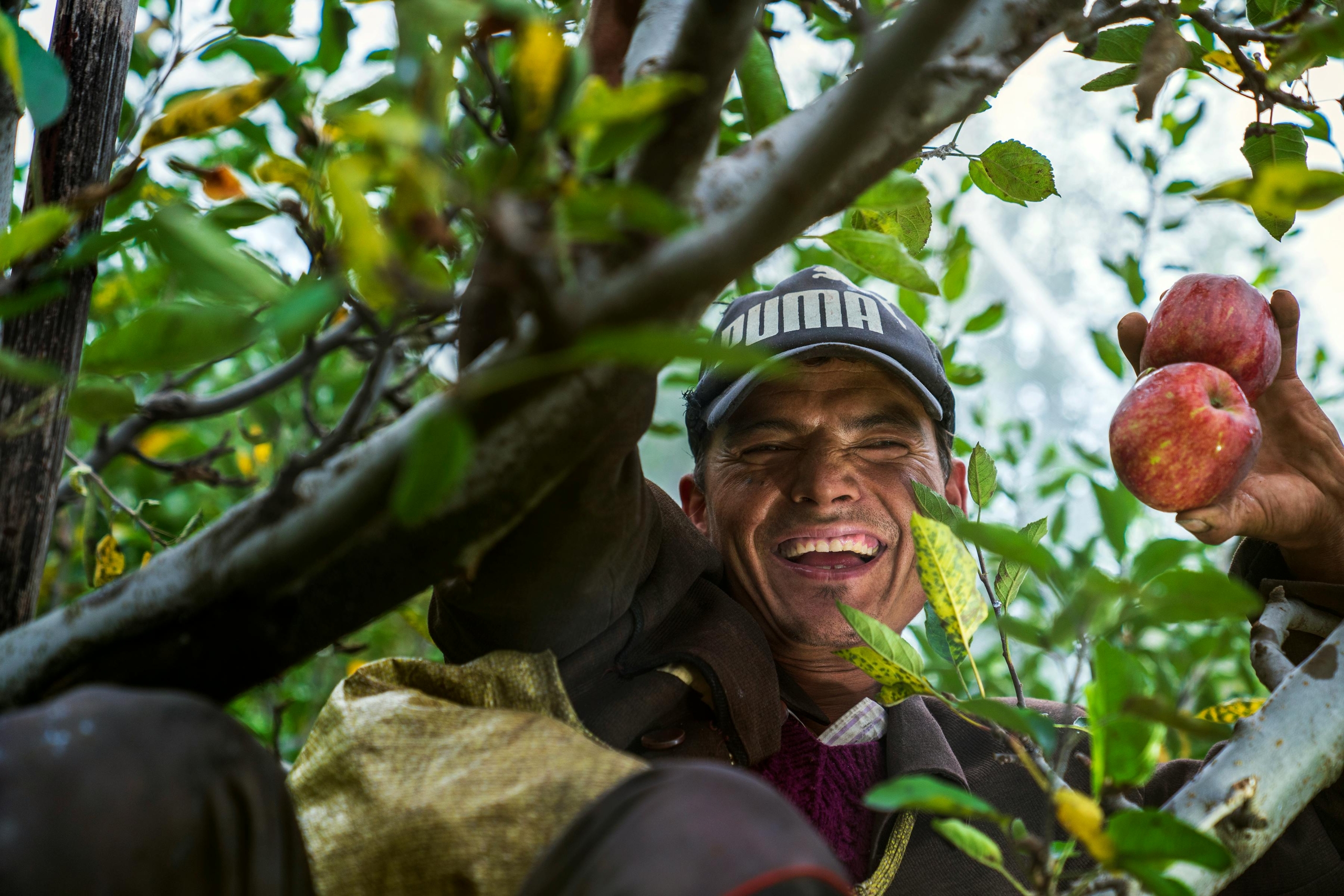 farmer apple