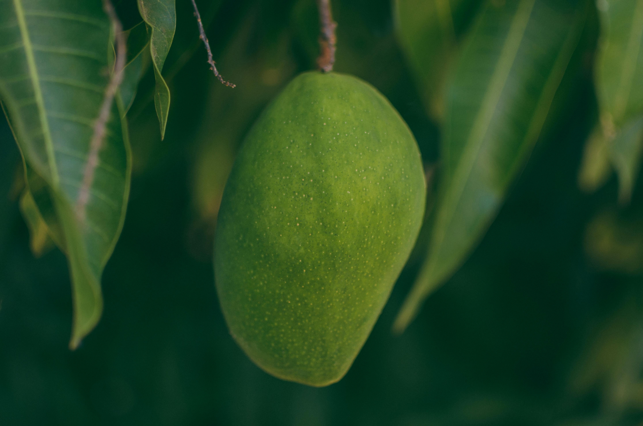 Mangue Solufruit
