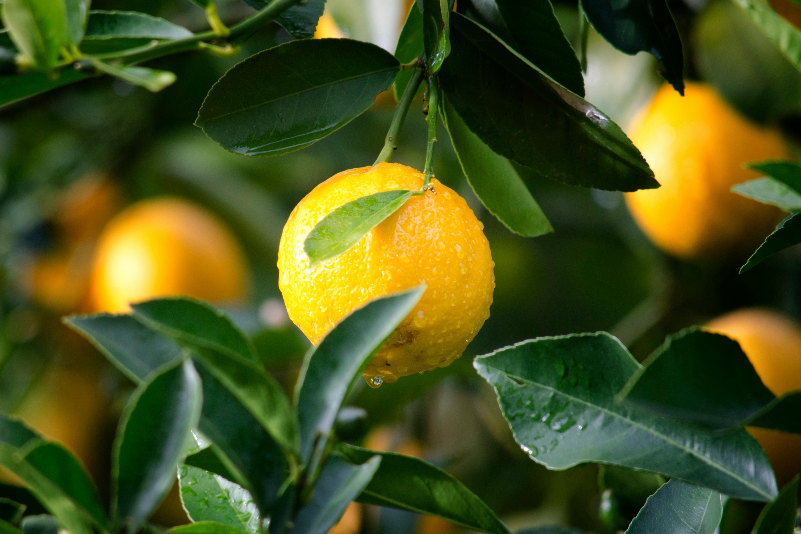 Citron Solufruit
